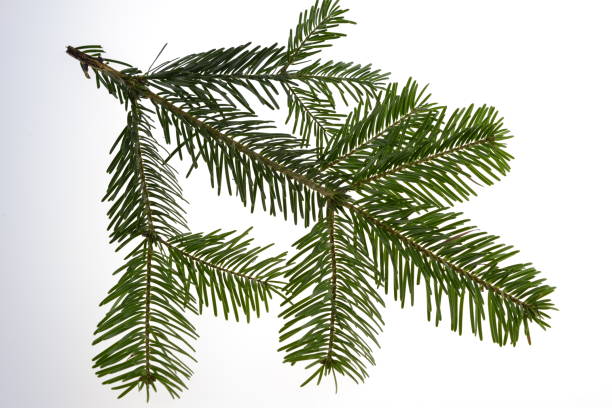 istock Nordmann fir tree needle conifer evergreen branch 1283364808