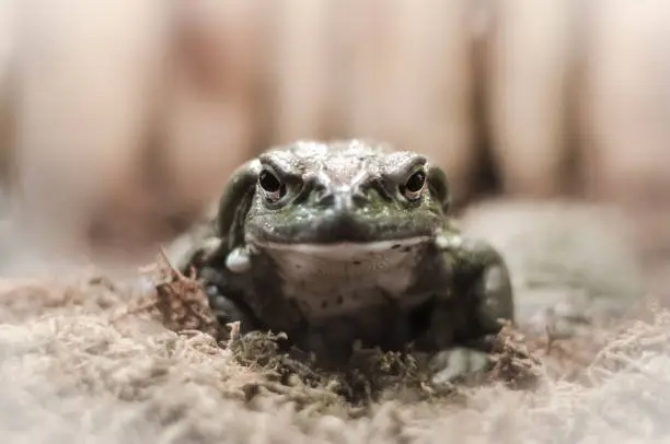 frog with a hypnotic gaze looks at the camera close up