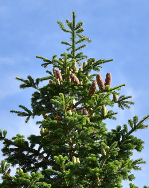 istock white fir tree needle conifer evergreen Nordmann 1283365527