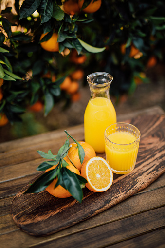 Fresh orange juice with fruits on wooden table with ripe oranges on trees on background