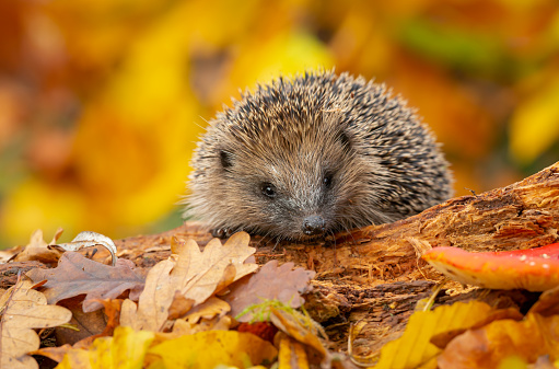 Hedgehog, (Scientific name: Erinaceus Europaeus) Wild, native, European hedgehog in Autumn foraging on a fallen log with colourful orange and yellow leaves.  Horizontal.  Space for copy.