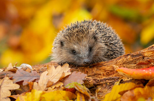 Wild, native hedgehog foraging on a fallen log in Autumn with colourful orange and yellow leaves Hedgehog, (Scientific name: Erinaceus Europaeus) Wild, native, European hedgehog in Autumn foraging on a fallen log with colourful orange and yellow leaves.  Horizontal.  Space for copy. hedgehog stock pictures, royalty-free photos & images