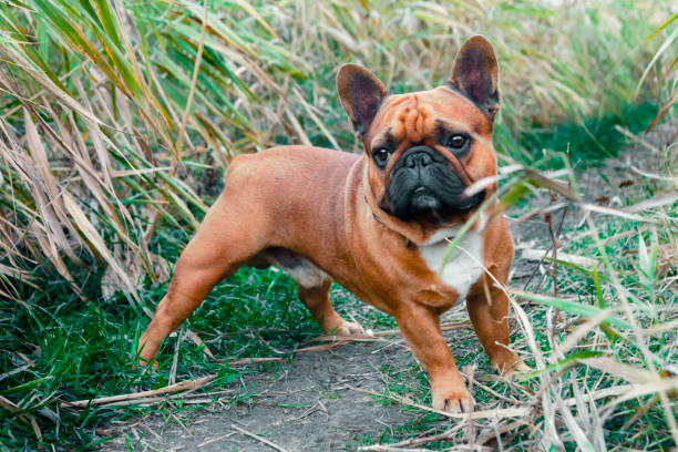 istock french bulldog walking on a path in the grass 1283366499