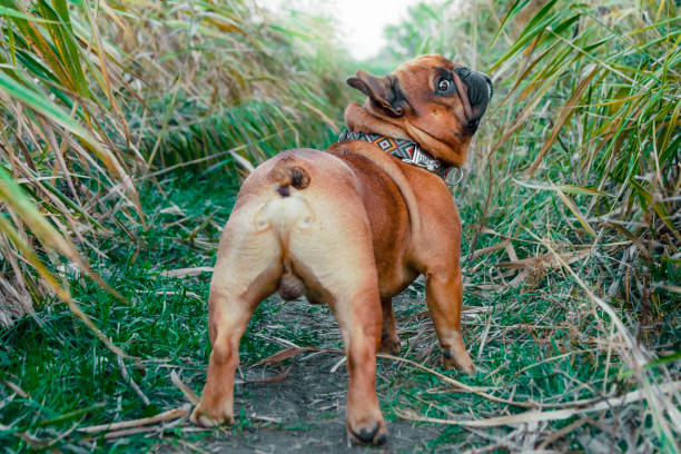istock french bulldog walking on a path in the grass 1283366552