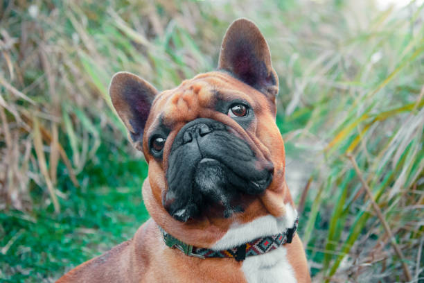 istock french bulldog walking on a path in the grass 1283366598