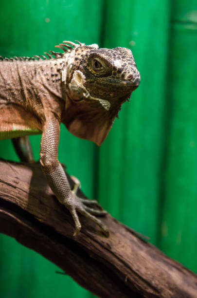 istock iguana lizard portrait close up 1283366752