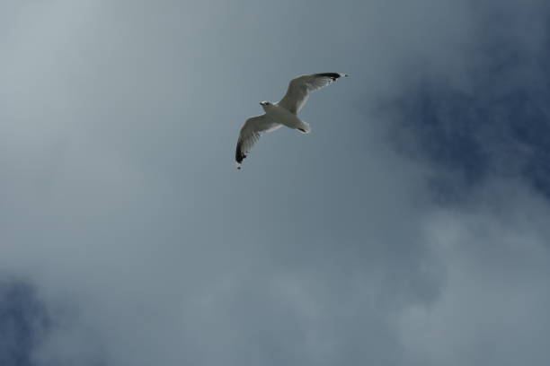 istock Flying seagull up close, with a dark cloudy sky in the background. 1283368079