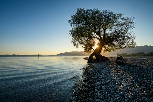 Hermoso árbol en la playa al amanecer photo