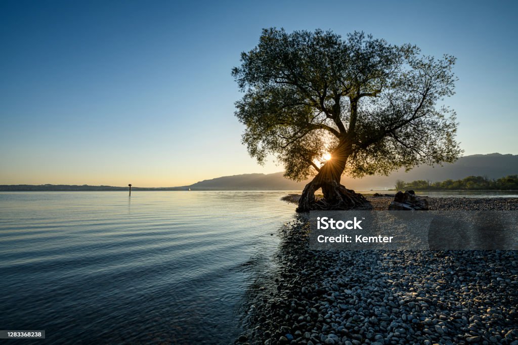 Beautiful tree at the beach at sunrise Majestic tree in the morning at the shore of Lake of Constance in Austria Tree Stock Photo