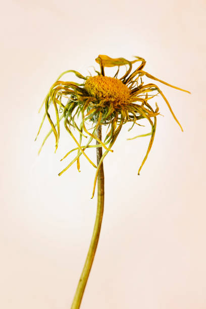istock Flower with dried petals 1283368347