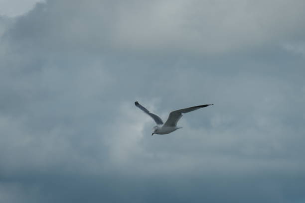 istock Flying seagull up close, with a dark cloudy sky in the background. 1283368462