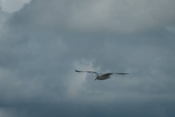 istock Flying seagull up close, with a dark cloudy sky in the background. 1283368466