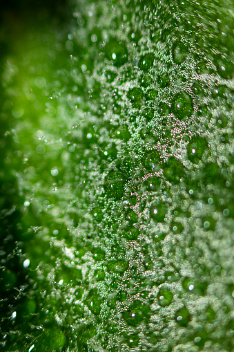 Abstraction natural blurred background. Water drops on a leaf, beautiful natural Eco background.