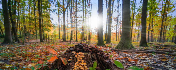 A group of small brown mushrooms on the underside of an old broken tree trunk in a Belgian forest at dawn. Rays of sunlight through the deciduous autumn trees.