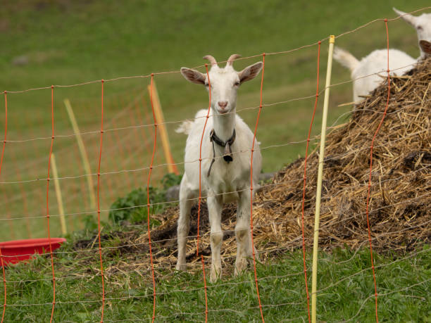 istock Young white goat behind the fence 1283370653