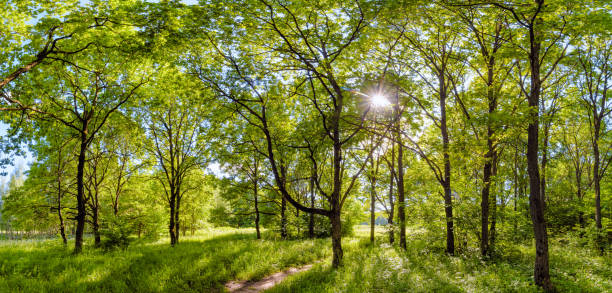 beautiful oak forest on a sunny summer day. - 3500 imagens e fotografias de stock