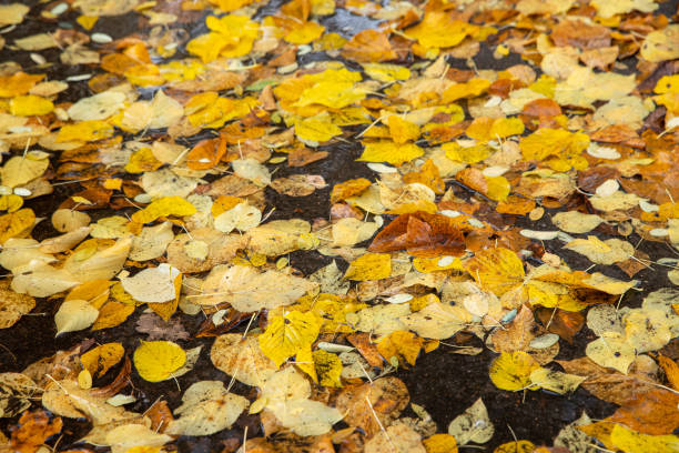 istock Fallen yellow leaves lie in a puddle. 1283371167