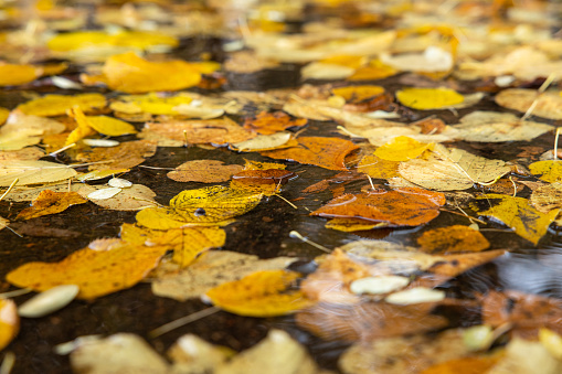 Yellow leaves lie in a puddle. The weather is wet and rainy.