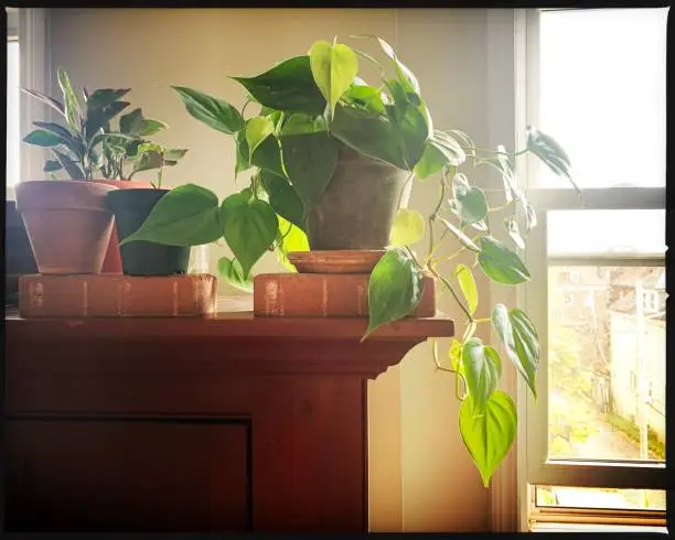 Philodendron by window