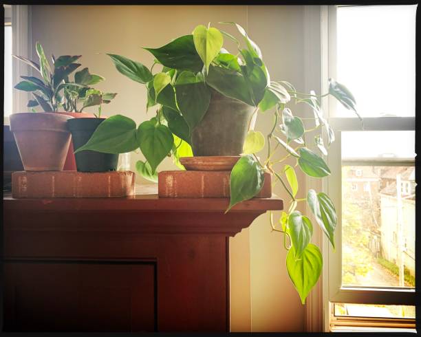 philodendron houseplant - filodendro - fotografias e filmes do acervo