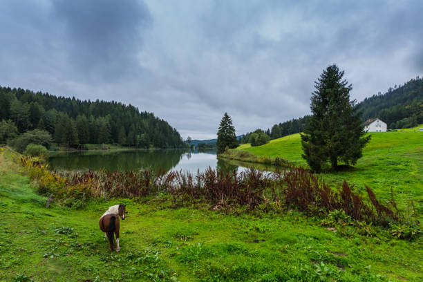 istock single horse looks in the camera on a mountain lake 1283373258