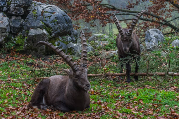 two capricorn on a place with rocks and grass