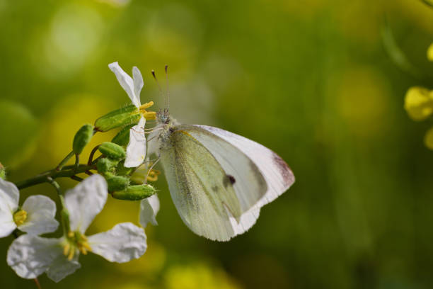A white butterfly, a large cabbage white butterfly (Pieris brassicae), sits on a flower in a wildflower meadow, searching for nectar