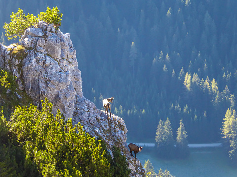 A pair of chamois standing at the mountain shelf and observing the surrounding area in National Ges?use Park in Austria. There is a steep fall around them - danger. Animals in natural habitat