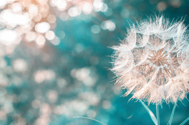 istock a large white dandelion on a blurry background with bokeh. place to write text 1283374331