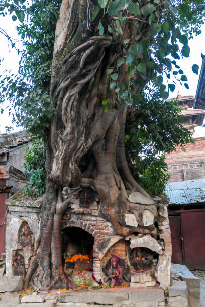 istock Kathmandu - A massive tree in which there is a little altar 1283374705