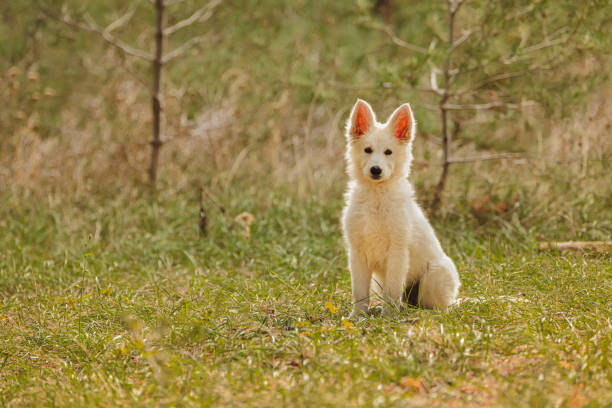 Swiss Shepherd Puppyin sitting Swiss Shepherd Puppyin the grass 7676 stock pictures, royalty-free photos & images