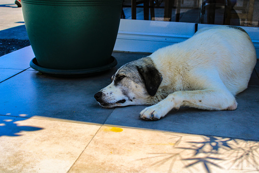 A tired stray dog is sleeping at a cool place in the summer.