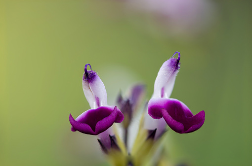 Gladioli flower opening from a bud