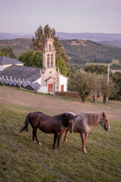 istock Horses grazing in rural Galician 1283378662