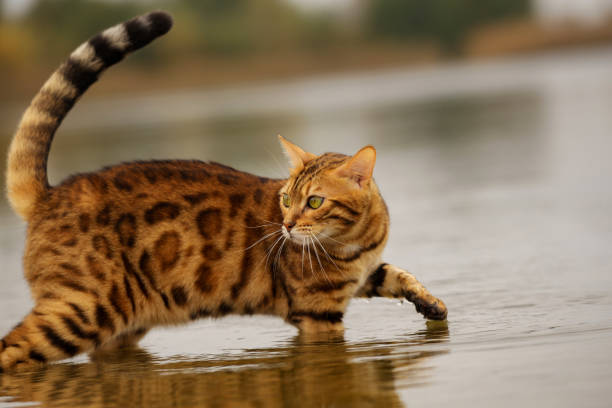 un gato de bengala se baña en un río en agua fría. - bengal cat fotografías e imágenes de stock