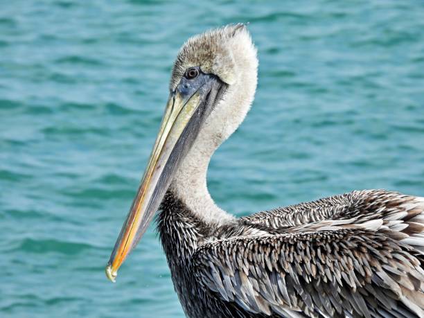 istock Brown Pelican (Pelecanus occidentalis) profile, close-up 1283382055