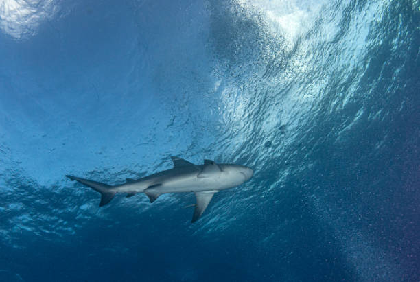 Bull shark at the Bahamas stock photo