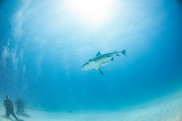 istock Bull shark at the Bahamas 1283383318