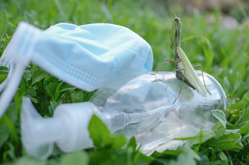 Praying mantis living on discarded medical face mask Waste pollution.Contaminated habitat,COVID19 trash. 4k