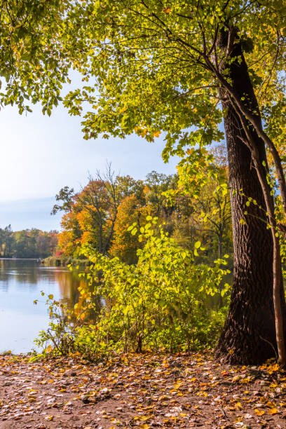 istock Autumn colors in the park 1283384924