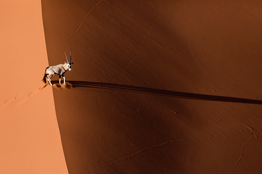 Oryx o Gemsbok en dunas de arena photo
