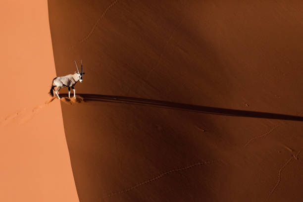 oryx o gemsbok in dune di sabbia - great sand sea foto e immagini stock