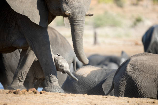 istock Elephants socialising at a water hole 1283385745