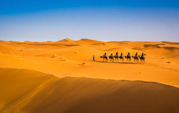 caravana de camellos que atraviesa las dunas de arena en el hermoso desierto del sahara. increíble vista de la naturaleza de africa. imagen artística. mundo de belleza. - morocco desert camel africa fotografías e imágenes de stock