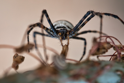 Golden Orb Spider in its web