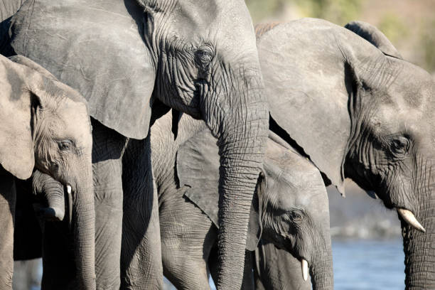 istock Elephants socialising at a water hole 1283385936