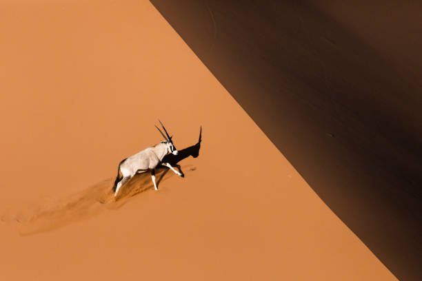 oryx ou gemsbok dans les dunes de sable - great sand sea photos et images de collection