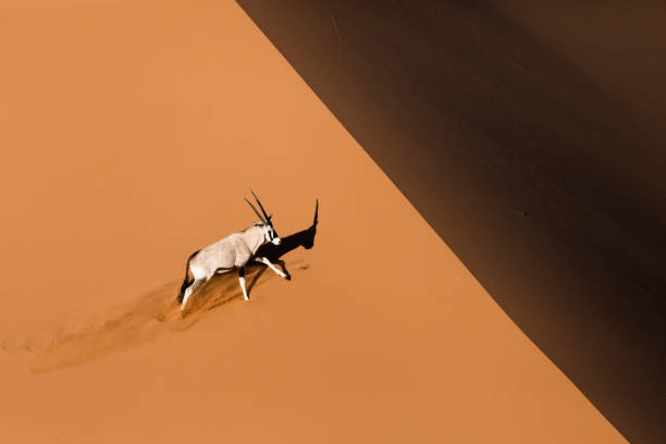 oryx or gemsbok in sand dunes - great sand sea imagens e fotografias de stock