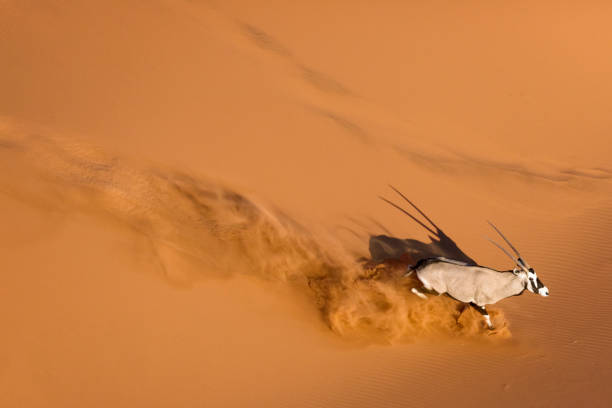 oryx ou gemsbok dans les dunes de sable rouge de sossusvlei. - great sand sea photos et images de collection