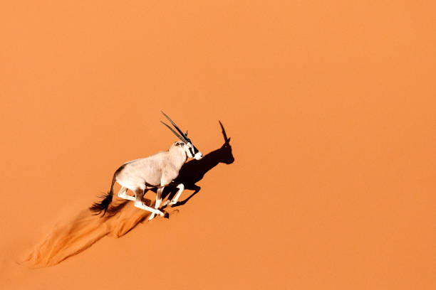 oryx o gemsbok in dune di sabbia - great sand sea foto e immagini stock